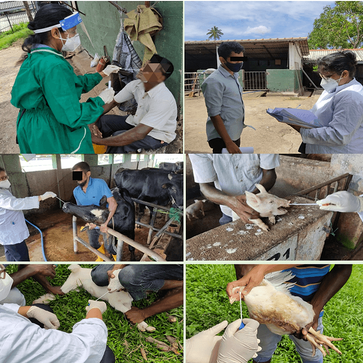 “One Health” approach the epidemiology of methicillin-resistant staphylococcus aureus isolated from humans, animals, and animal products in southern Sri Lanka”